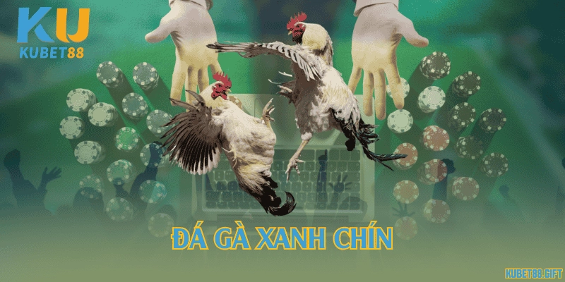 Đá gà xanh chín